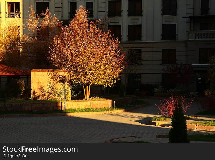 A thin path of sunlight filters into the courtyard of a residential building, beautifully illuminating a tree on autumn morning.