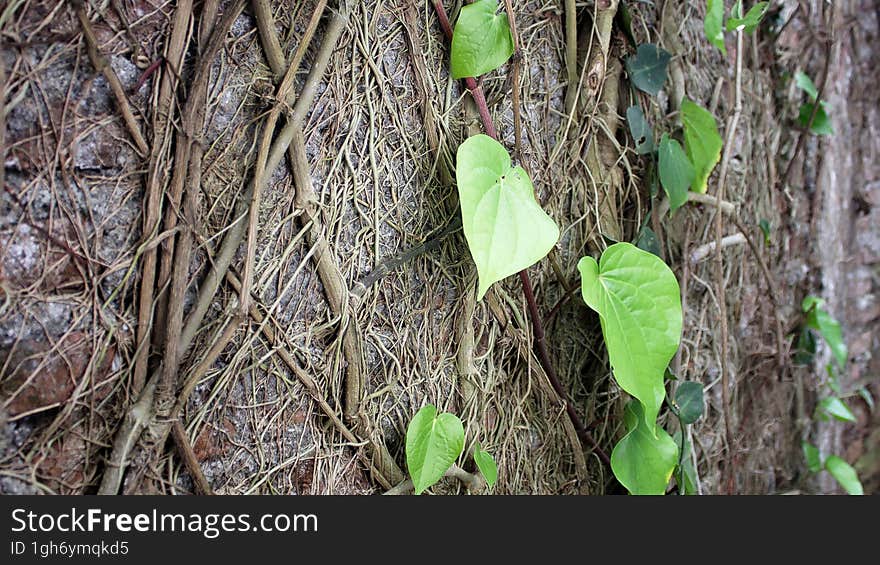 CloseUp of Bethle Linn Piper Leaves with depth of field background