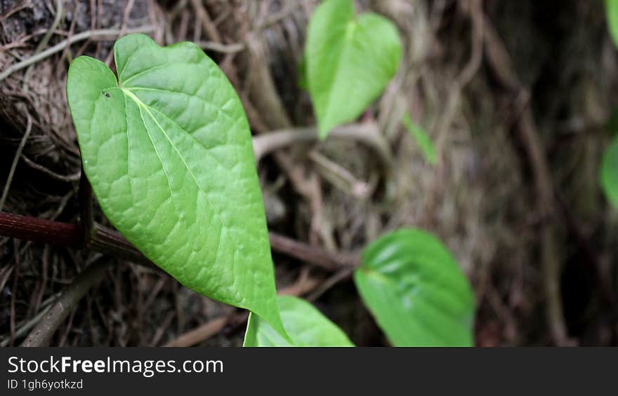 CloseUp of Bethle Linn Piper Leaves with depth of field background