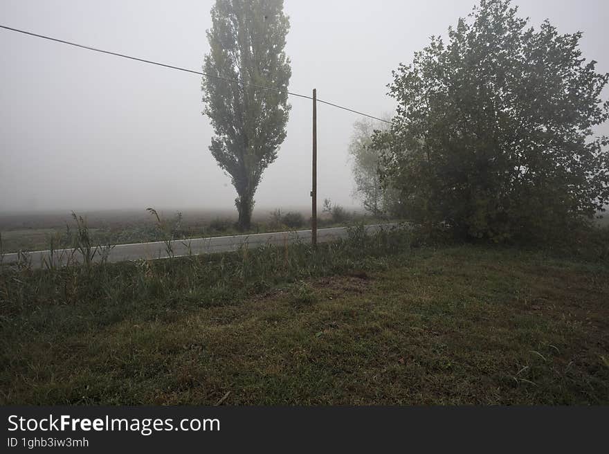 Road next to fields with trees at its edge on a foggy day in the italian countryside