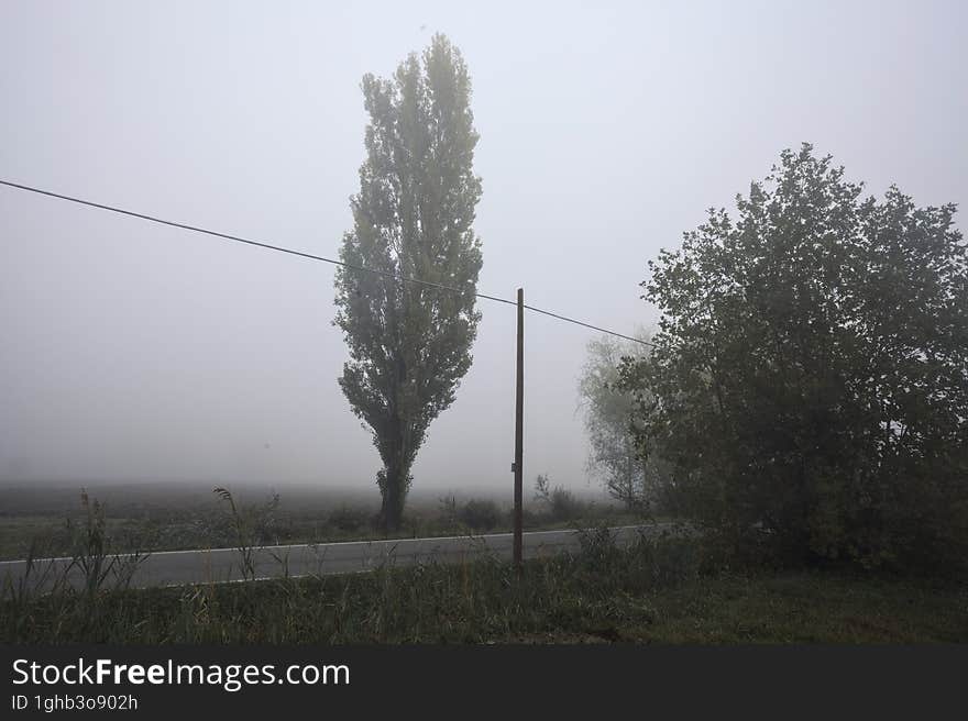 Road next to fields with trees at its edge on a foggy day in the italian countryside