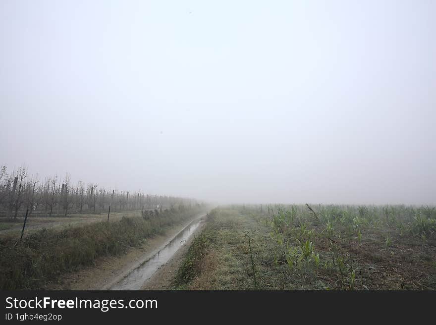 Trench with a tree next to the entrance of an orchard on a foggy day in the italian countryside