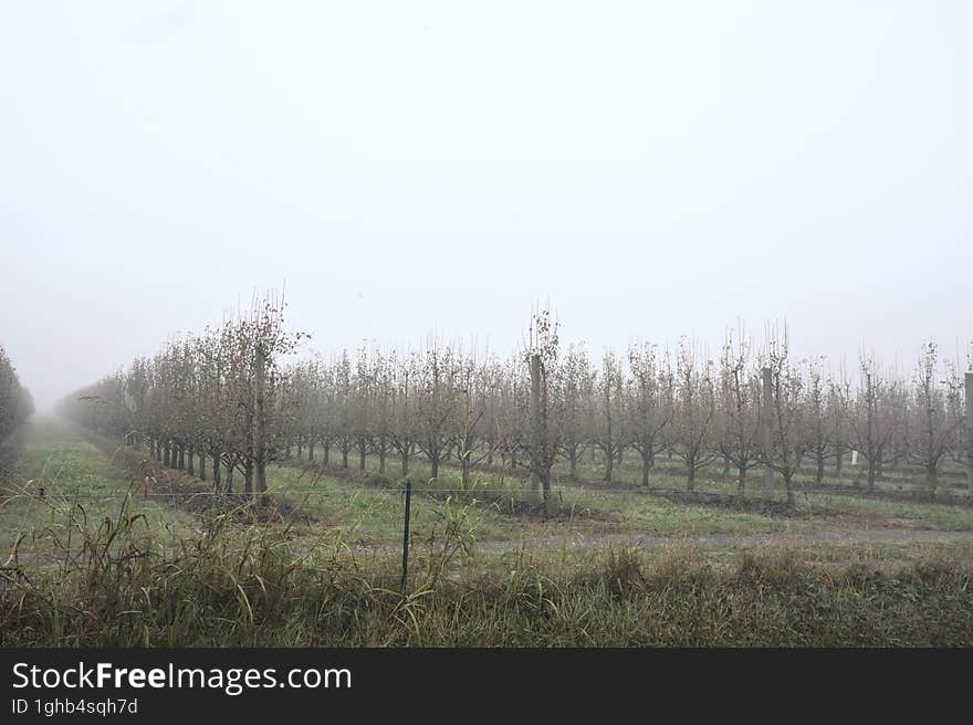 Orchard on a foggy day in the italian countryside