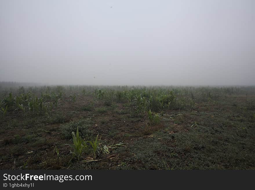 Grass field on a foggy day in the italian countryside