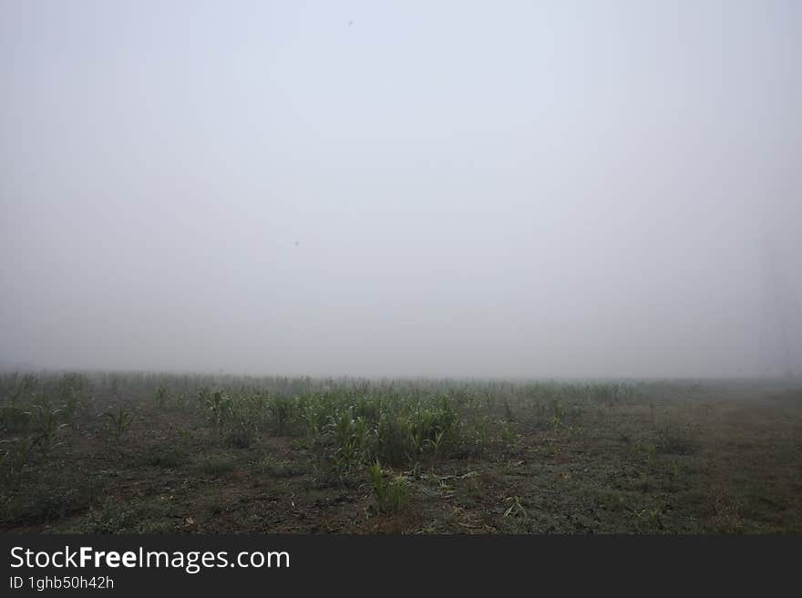 Grass field on a foggy day in the italian countryside