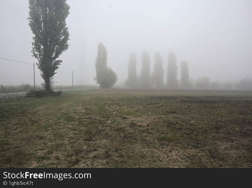 Road next to fields with trees at its edge on a foggy day in the italian countryside