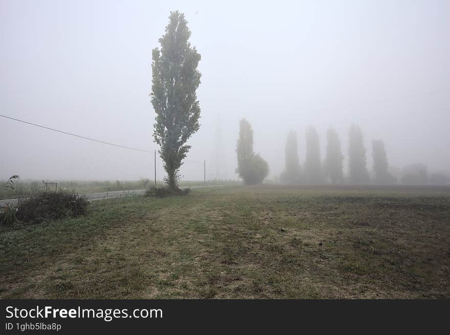 Road next to fields with trees at its edge on a foggy day in the italian countryside