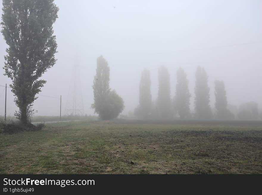 Road next to fields with trees at its edge on a foggy day in the italian countryside