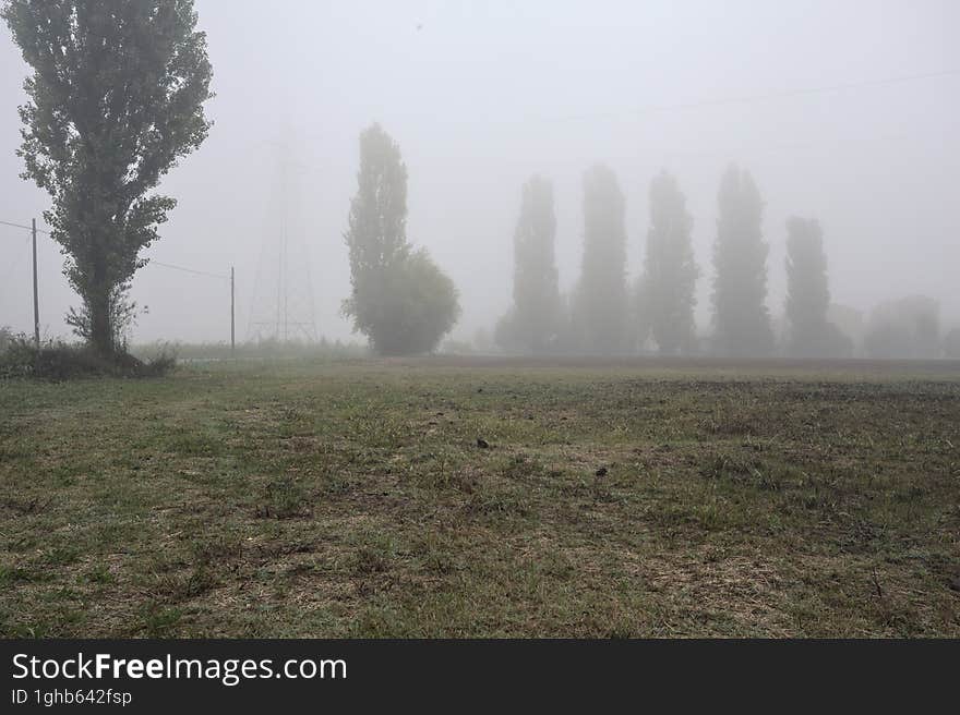 Road next to fields with trees at its edge on a foggy day in the italian countryside