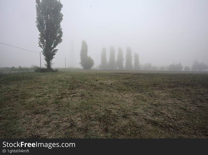 Road next to fields with trees at its edge on a foggy day in the italian countryside