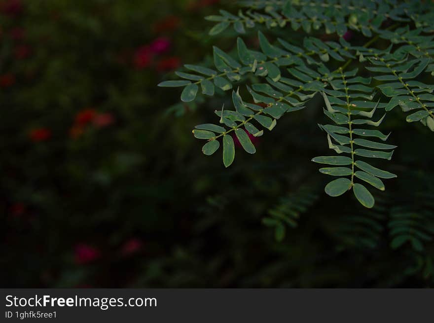 shot on petai tree leaves