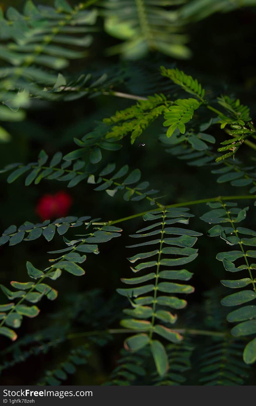 shot on petai tree leaves