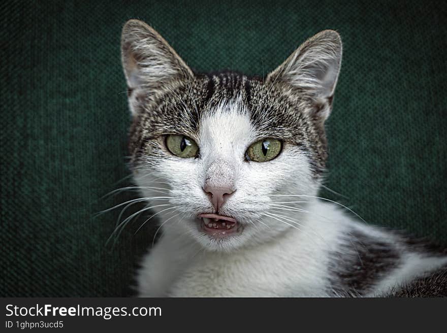 My cat showing its teeth