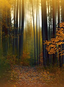 Magical Fog,forest.Autumn Background.Artistic Wallpaper.Fairytale.Dream.Tree.Beautiful Nature Landscape Panorama.Colorful.Leaves. Stock Photography