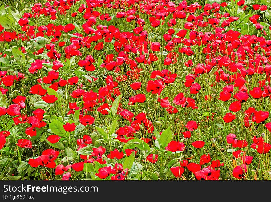 papaver - poppy field in Israel. papaver - poppy field in Israel