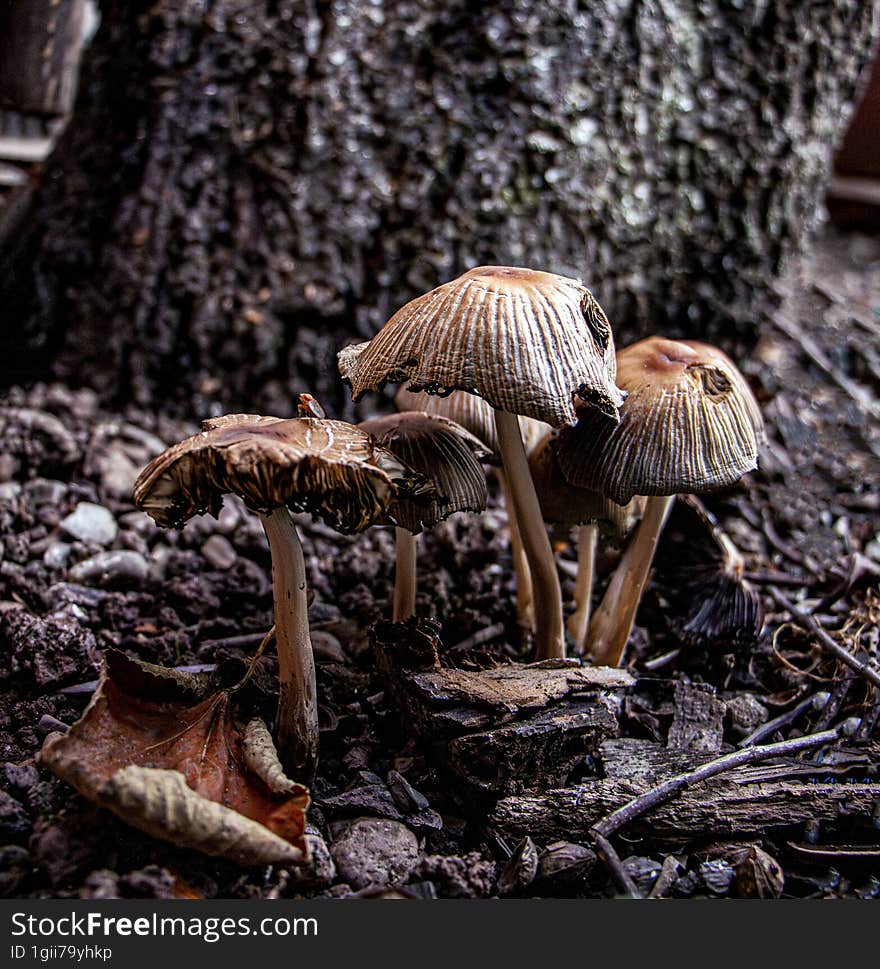 The autumn mushrooms appeared near the tree trunk