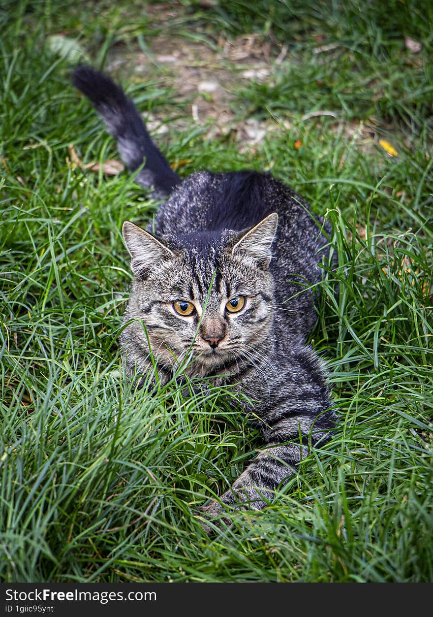 Tabby cat is playing in the grass