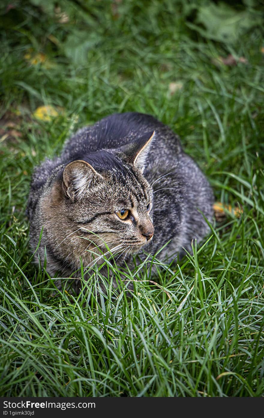 Tabby cat is playing in the grass