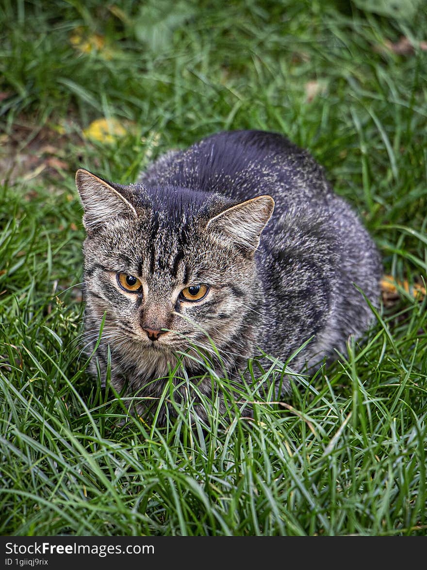 Tabby Kitten Relaxing On The Grass