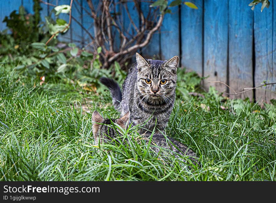 Tabby Cat Is Playing In The Grass