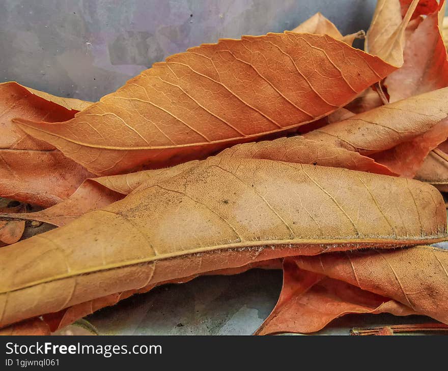 Autumn foliage, closeup leaves details