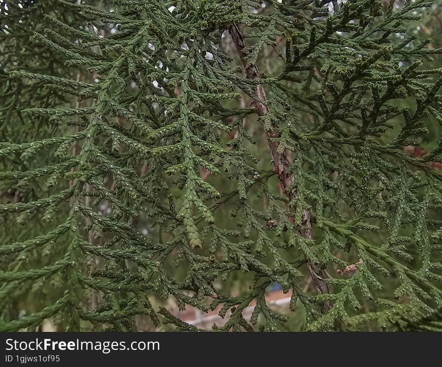 Fir tree closeup branch details in autumn season.