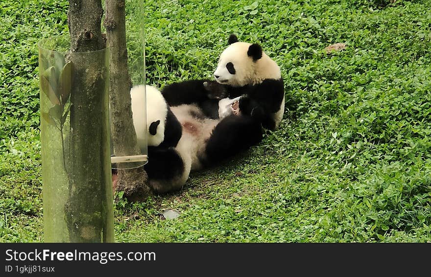 Sichuan Wolong Chinese Giant Panda Park Shenshuping Base