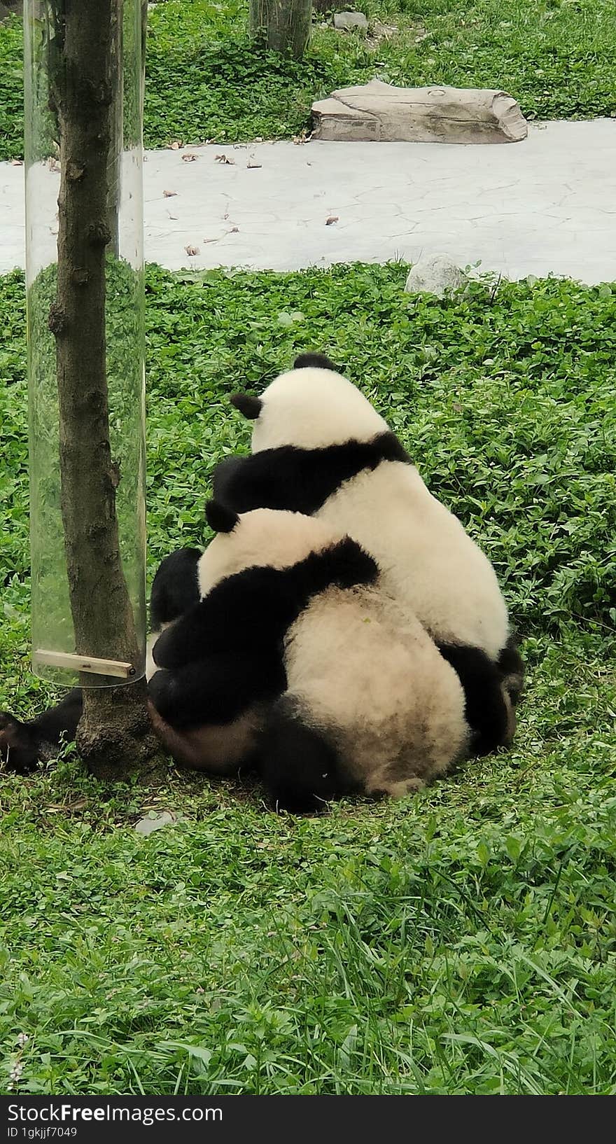 Sichuan Wolong Chinese Giant Panda Park Shenshuping Base