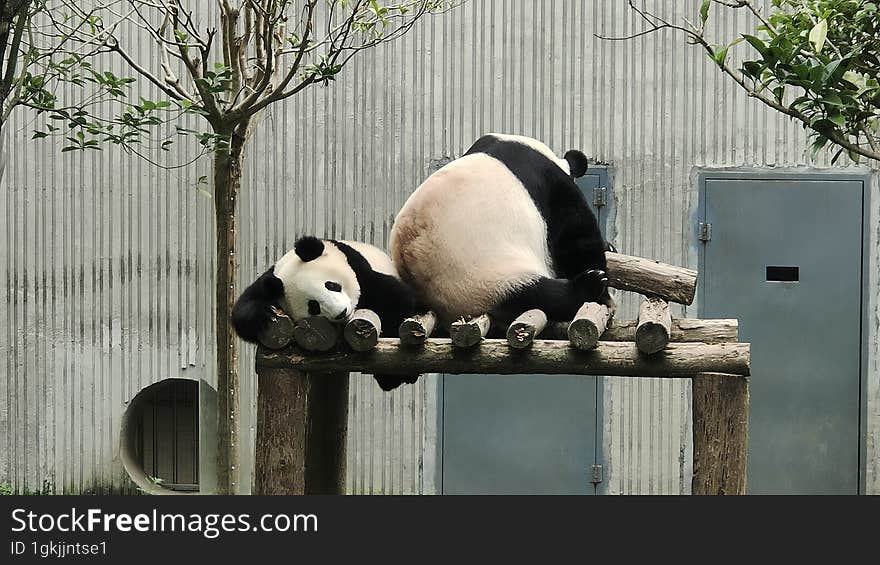 Sichuan Wolong Chinese giant Panda Park Shenshuping base