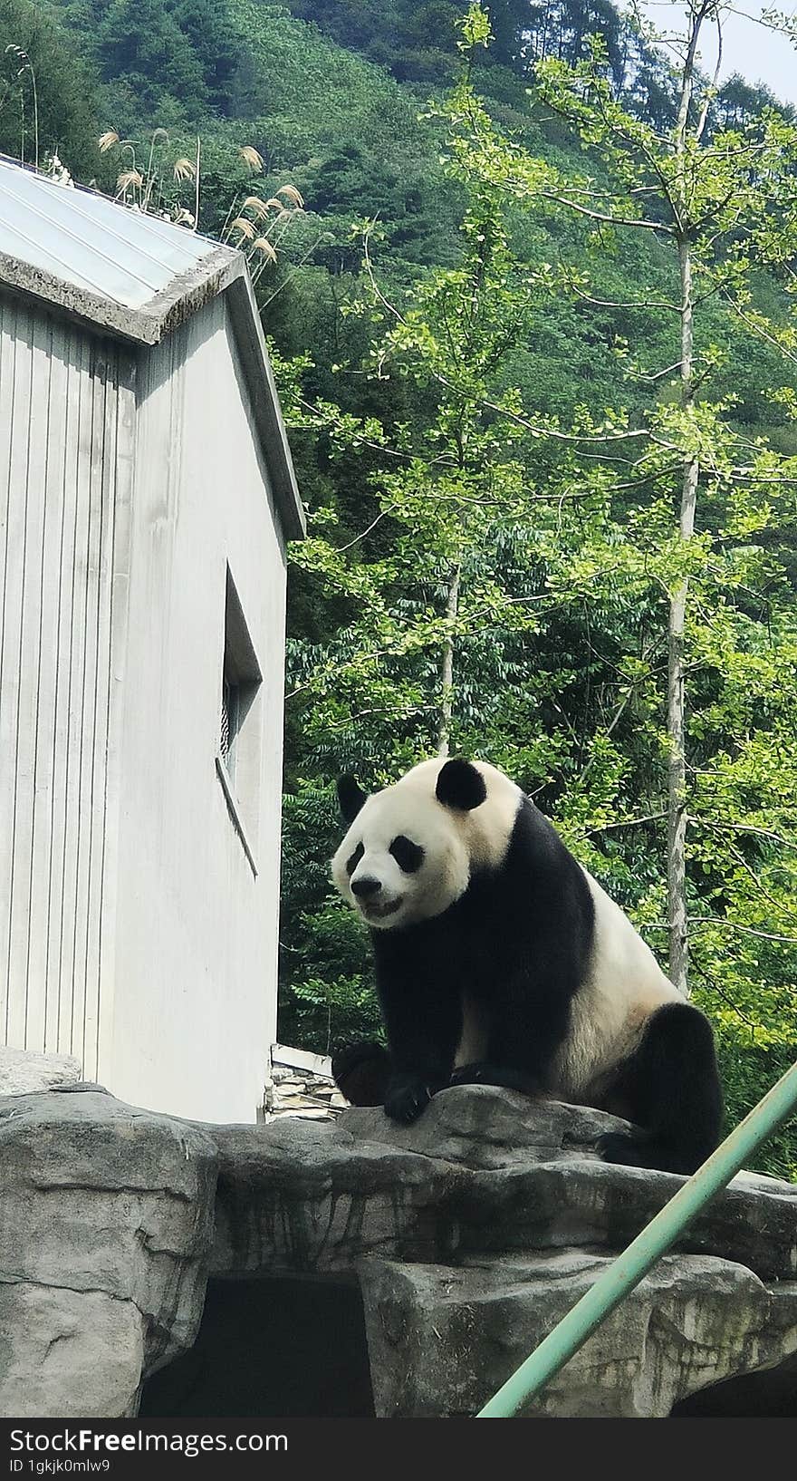 Sichuan Wolong Chinese giant Panda Park Shenshuping base