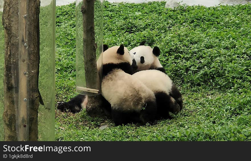 Sichuan Wolong Chinese giant Panda Park Shenshuping base