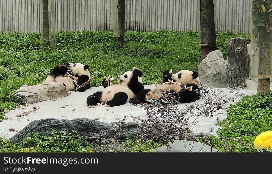 Sichuan Wolong Chinese giant Panda Park Shenshuping base