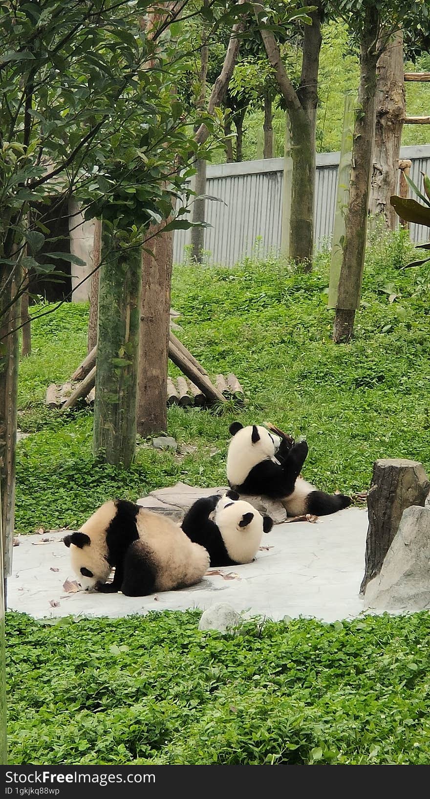 Sichuan Wolong Chinese giant Panda Park Shenshuping base