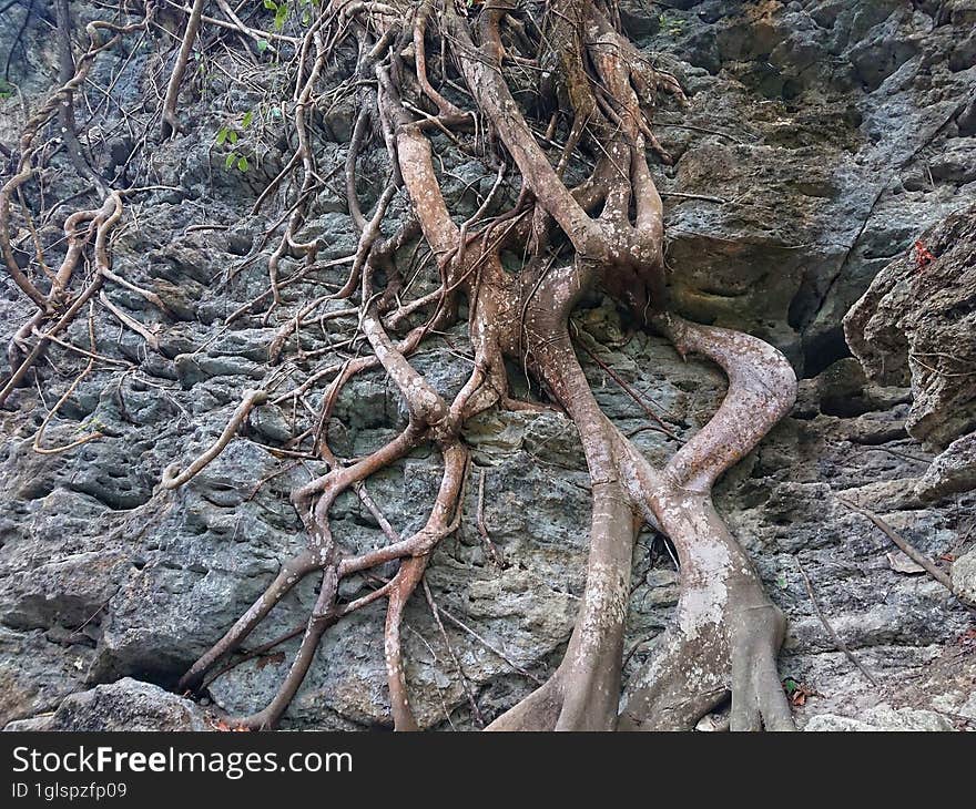 Tree Roots Creeping Along Cliff Rocks