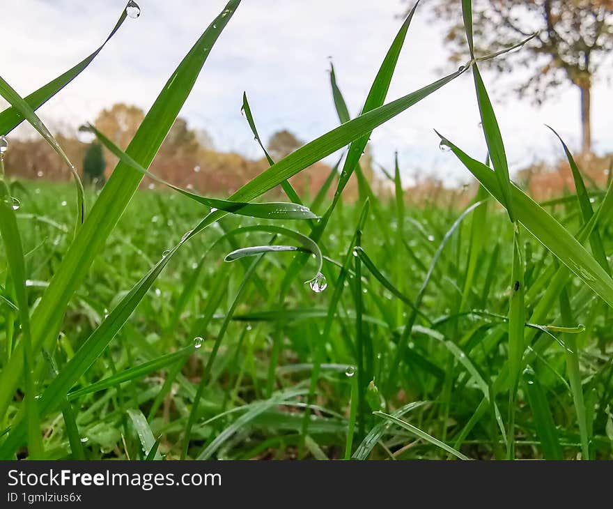 Beautiful image with green grass background.