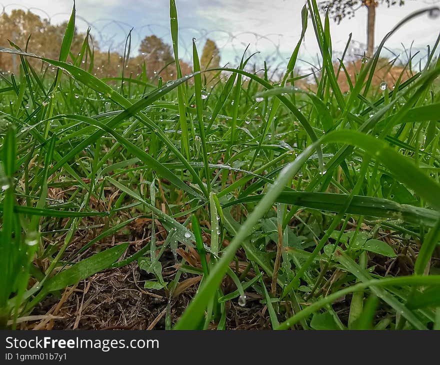 Green Grass Background In Autumn Season.