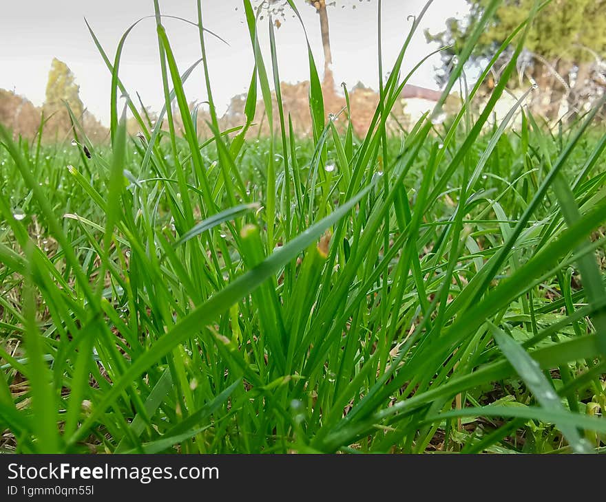 Close-up Picture With Green Grass Background.