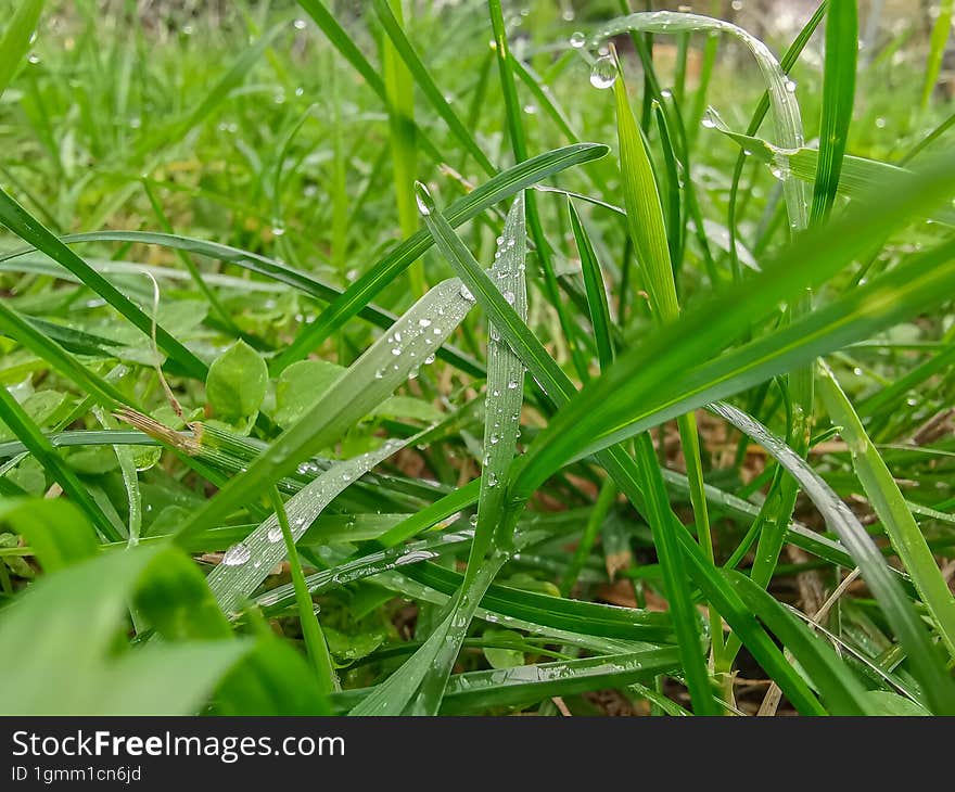 Beautiful picture with green grass background.