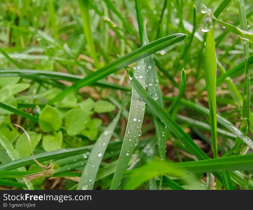 Closeup Picture With Green Grass Background.