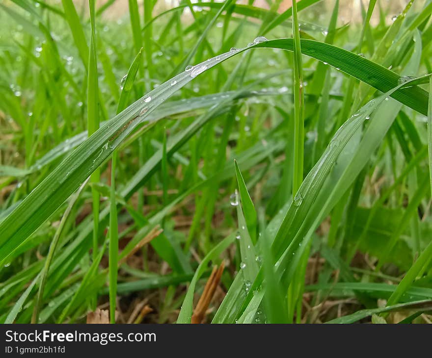 Close-up picture with green grass background.