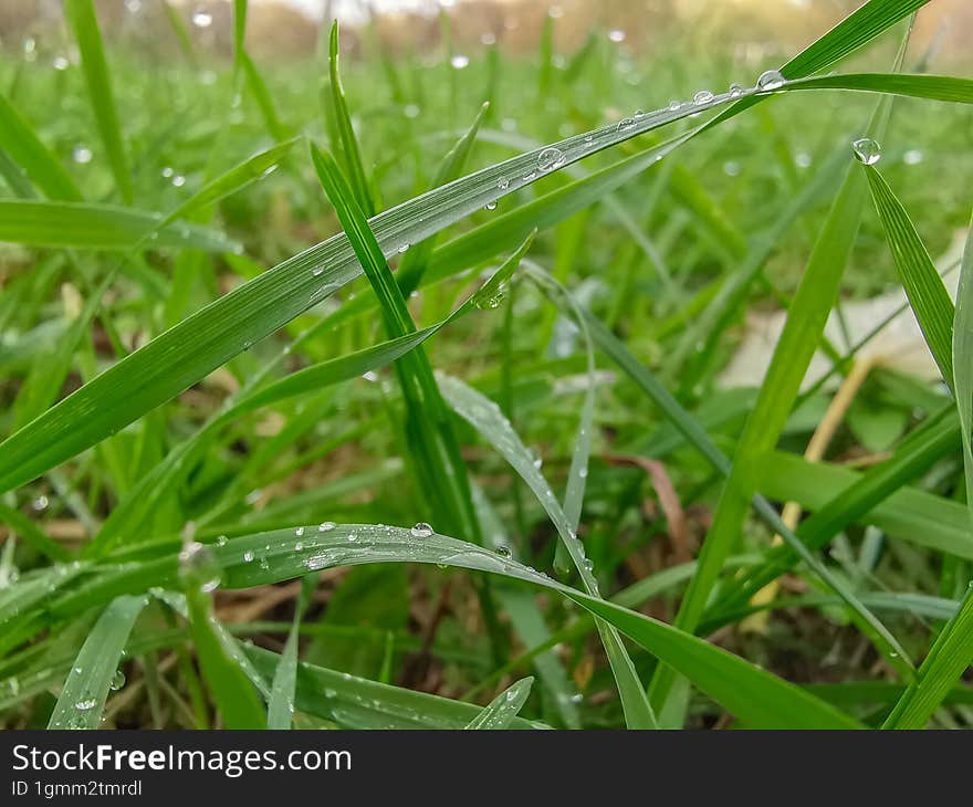 Fresh close-up green grass background.