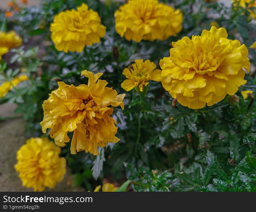 Yellow beautiful flower in autumn rainy day.