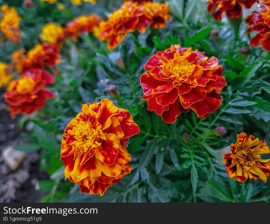 Vibrant beautiful flower in rainy day