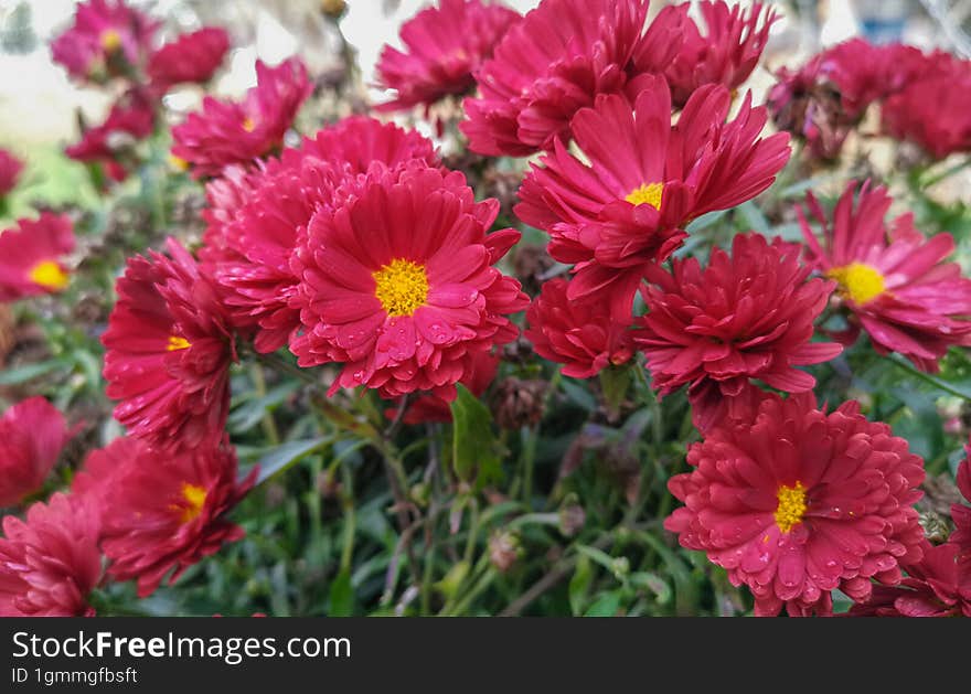 Beautiful close-up flower in autumn season