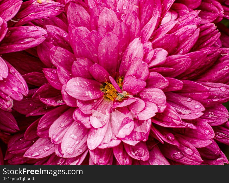 Purple Chrysanthemum Decorated With Water Drops