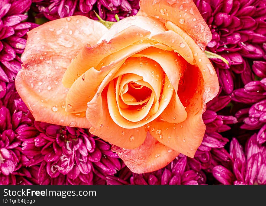 Orange rose decorated with raindrops