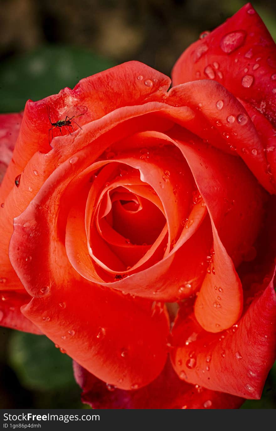 Orange Rosa Decorated With Water Drops