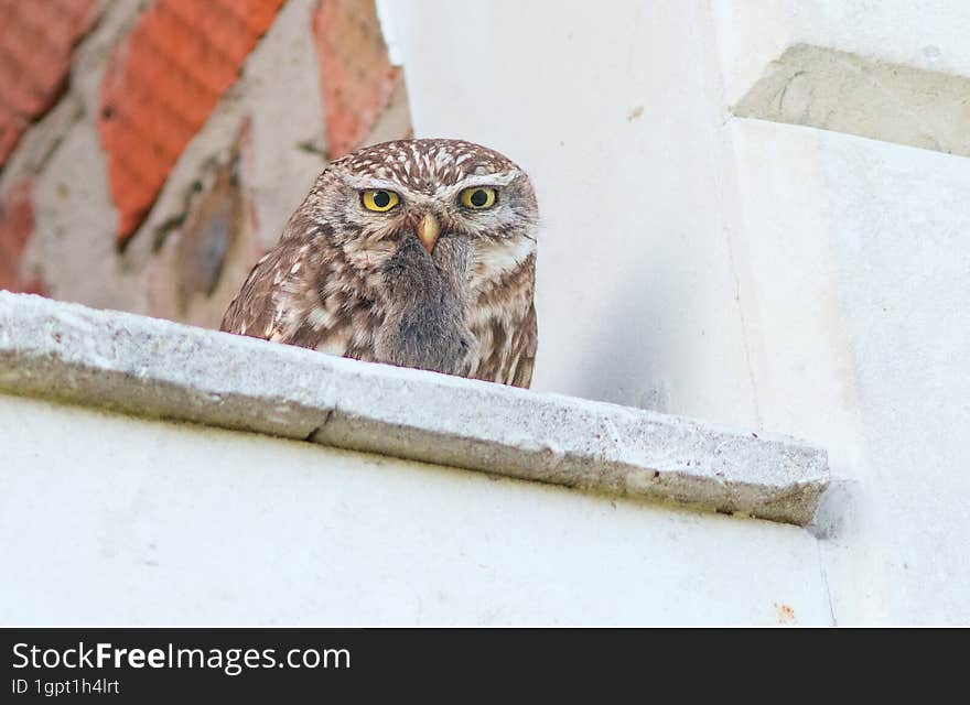 Little owl brought a mouse to the chicks for lunch