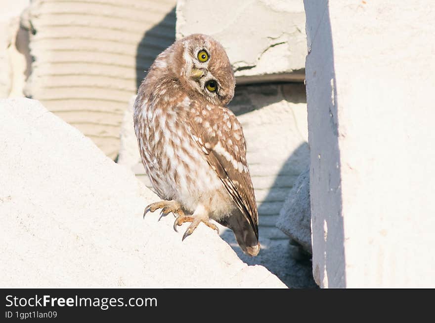 young little owl makes a face at the camera