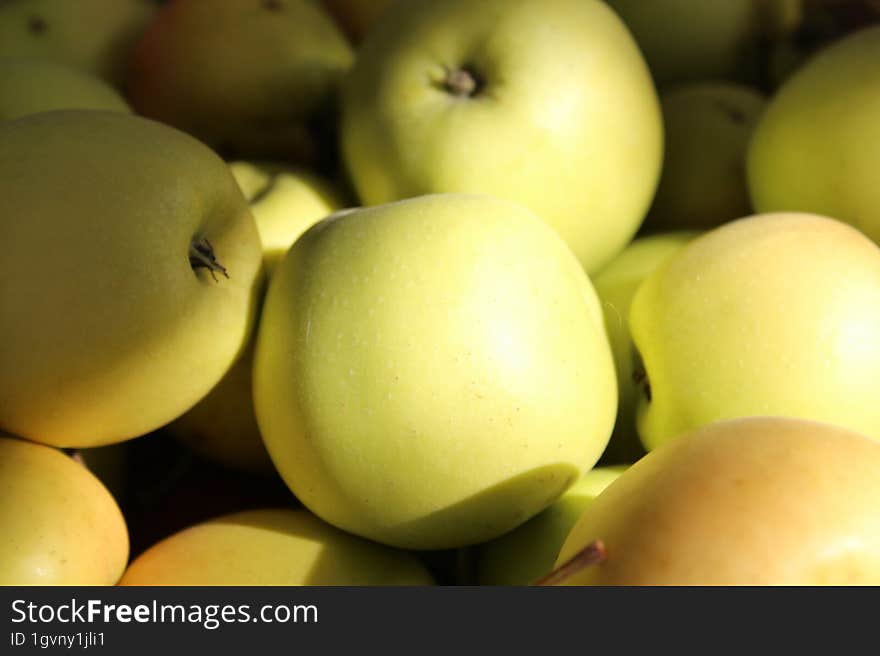 Ripe winter juicy apples from the home garden